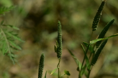 Phleum paniculatum