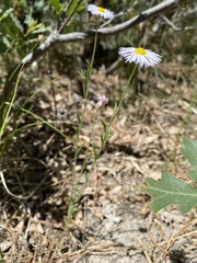 Erigeron tracyi