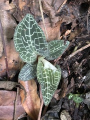 Goodyera reticulata