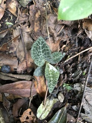 Goodyera reticulata