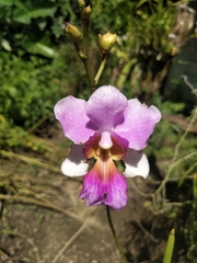 Papilionanthe