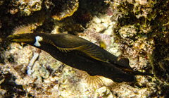 Cantherhines pardalis