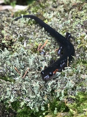 Plethodon jordani