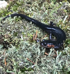 Plethodon jordani