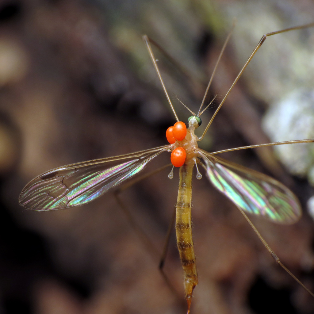 Elephantomyia westwoodi