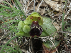 Ophrys vasconica