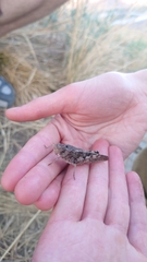 Bryodemella tuberculata