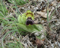Ophrys vasconica