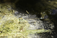 Ischnura evansi