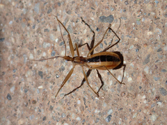 Fitchia aptera