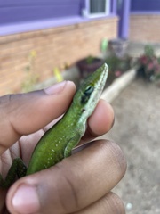Anolis carolinensis
