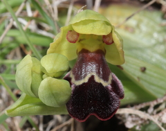 Ophrys vasconica