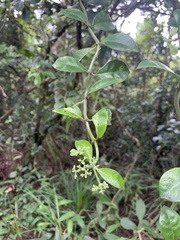 Psychotria serpens
