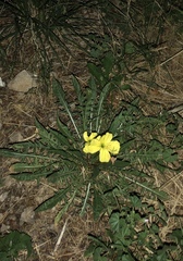 Oenothera triloba