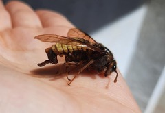 Cimbex fagi