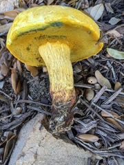 Buchwaldoboletus sphaerocephalus