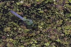 Erythemis simplicicollis