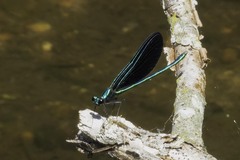 Calopteryx maculata