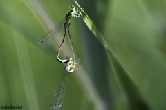 Ischnura evansi