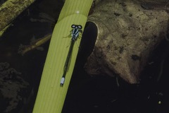 Enallagma geminatum