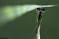Ischnura evansi