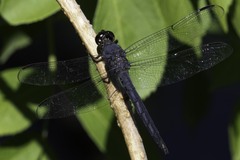 Libellula incesta