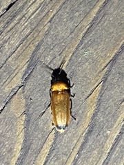 Abscondita
