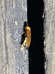 Abscondita
