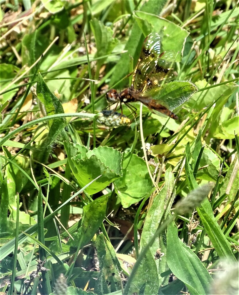 Eastern Amberwing from Fairview Cemetery, Newkirk Rd, Shreve, Ohio, USA