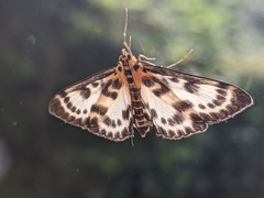 Anania hortulata