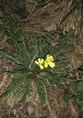 Oenothera triloba