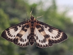 Anania hortulata