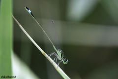 Ischnura evansi