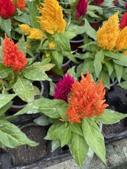 Celosia argentea plumosa
