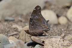 Historis acheronta