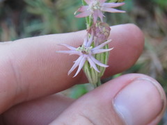 Silene scouleri