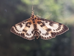 Anania hortulata
