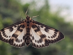 Anania hortulata