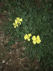 Oenothera triloba