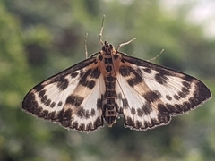 Anania hortulata