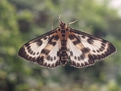 Anania hortulata