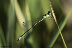 Ischnura evansi