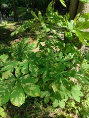 Cameraria ohridella