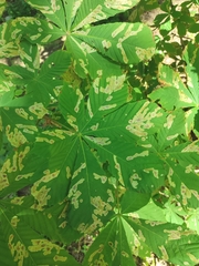 Cameraria ohridella