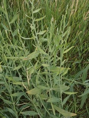 Chondrilla latifolia