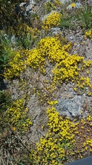 Sedum acre
