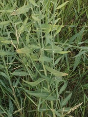 Chondrilla latifolia