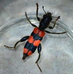 Trichodes crabroniformis