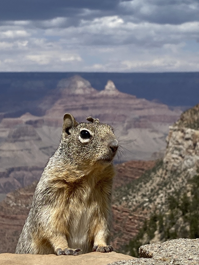 Arizona Rock Squirrel
