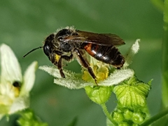 Andrena florea